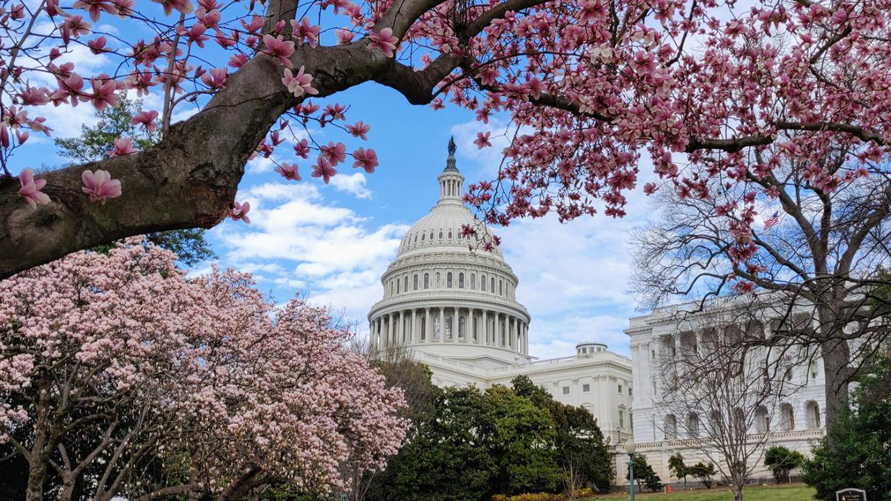 Washington DC in the Spring
